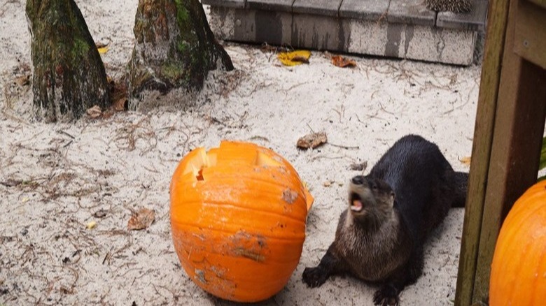 Otter looking at jack-o'-lantern with excitement.