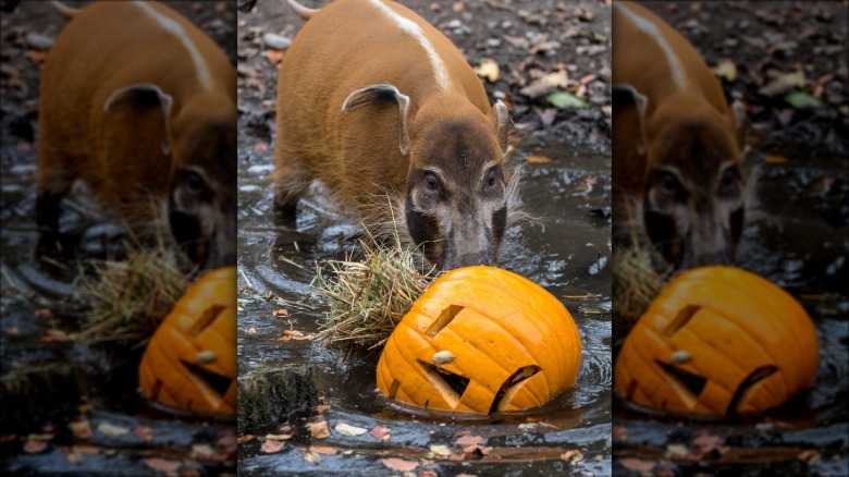 Brush ear pig rolling a jack-o'-lantern in the mud.