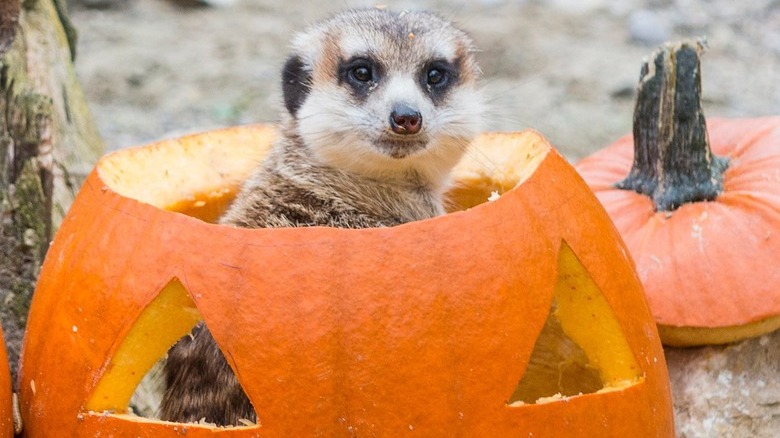Meerkat sitting in a jack-o'-lantern.