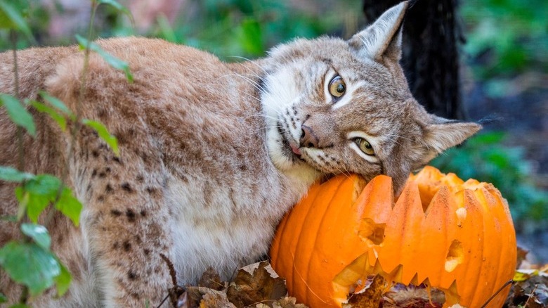 Bobcat pressing their head against a carved pumpkin.