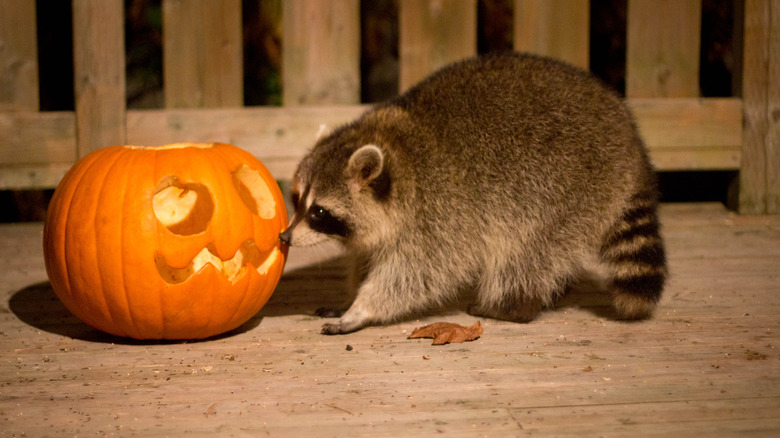 Raccoon sniffing pumpkin