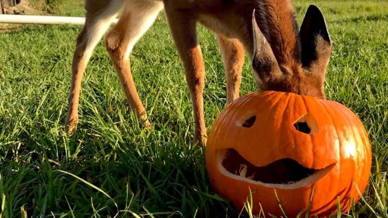 Fawn sticking their head in a jack-o'-lantern.