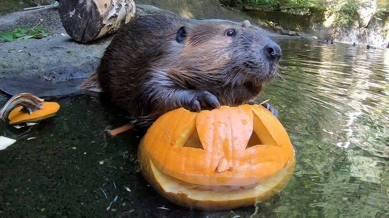Beaver holding a jack-o'-lantern underwater.