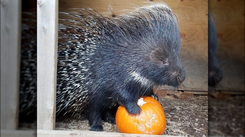 Porcupine with a pumpkin.