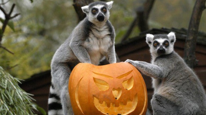 Ring-tailed lemurs with a jack-o'-lantern.