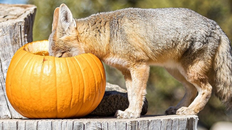 Fox sticking their head in a pumpkin.