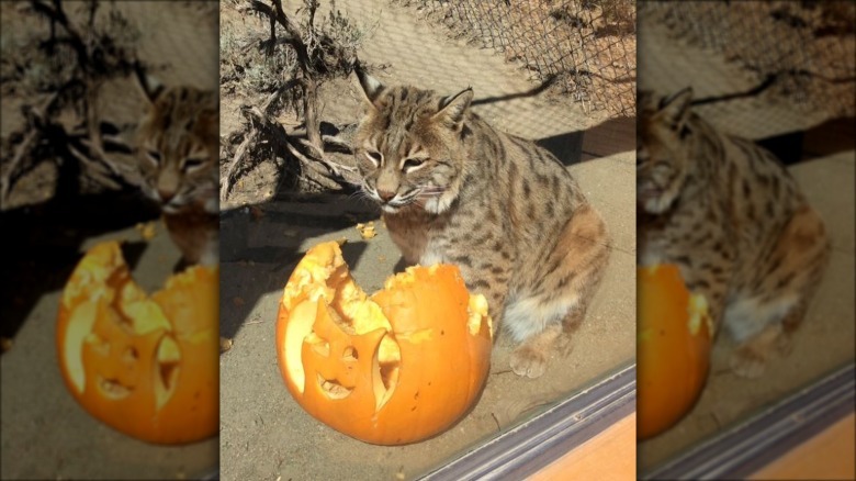 Bobcat sitting next to a partially eat jack-o'-lantern.