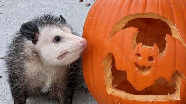American Opossum with a carved pumpkin.