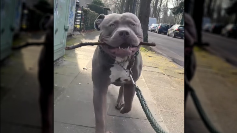 A large bully dog standing on the sidewalk with a stick in its mouth,