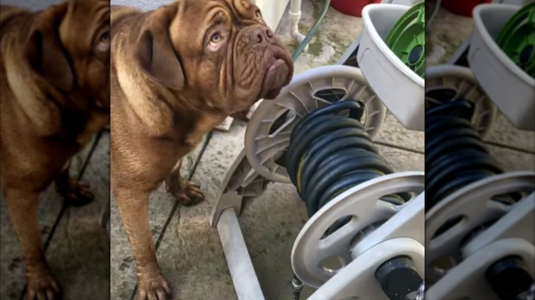 A French mastiff standing next to a hose.