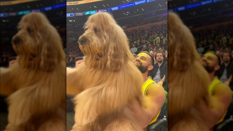 A man holding a giant, long-haired goldendoodle inside an NBA arena.