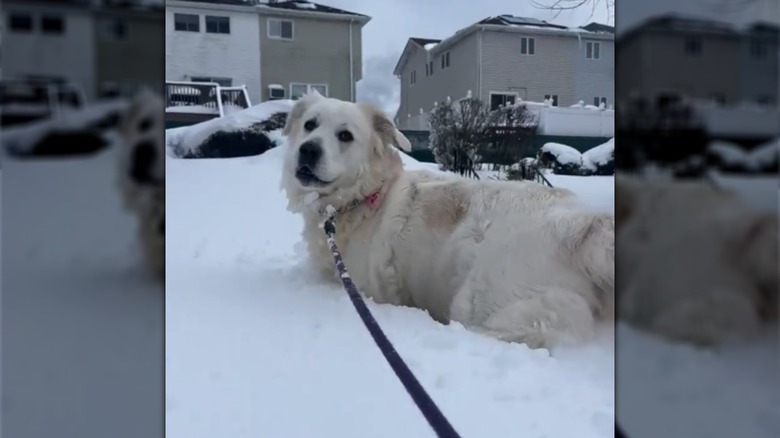 A Great Pyrenees dog standing in the snow.