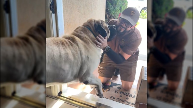 A UPS delivery man kneeling and hugging a mastiff.