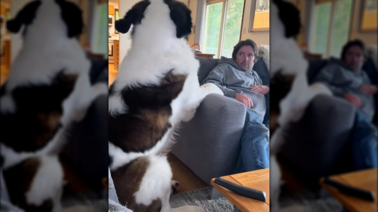 A Saint Bernard leaning on a couch, looking at a seated man.