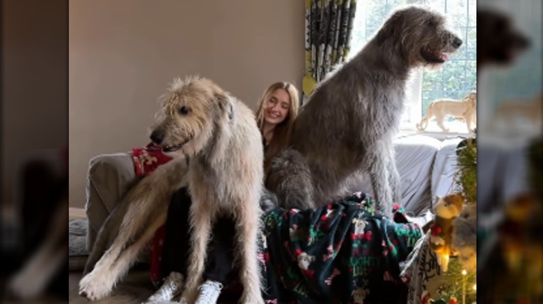 Two Irish wolfhounds sitting on a blonde woman.