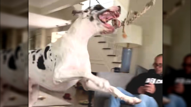 A Great Dane jumping in the air, trying to grab a rope.