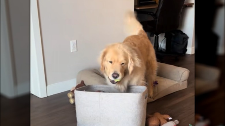 A golden retriever pulling a tennis ball out of a box.