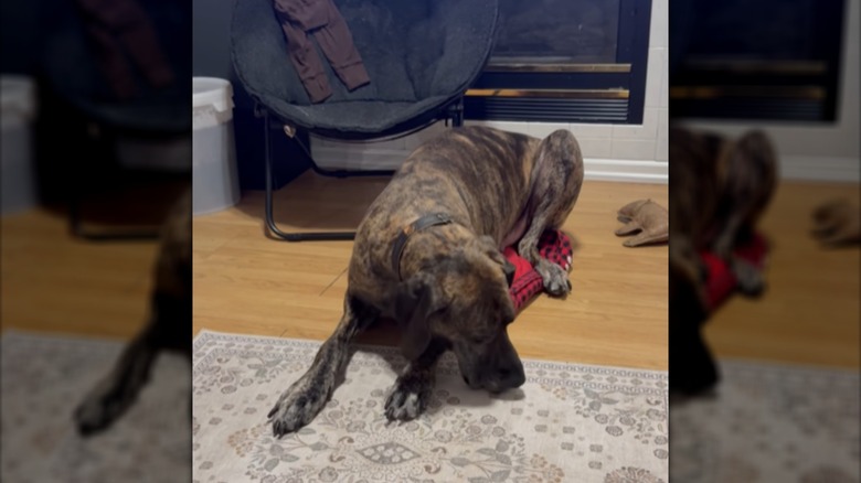 A Great Dane lying on a small checkered dog bed.