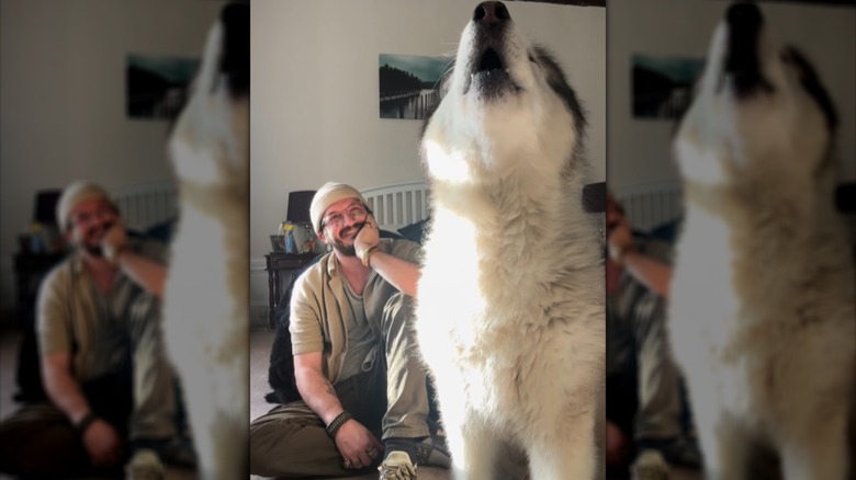 A smiling man sitting next to a large, howling Alaskan malamute.