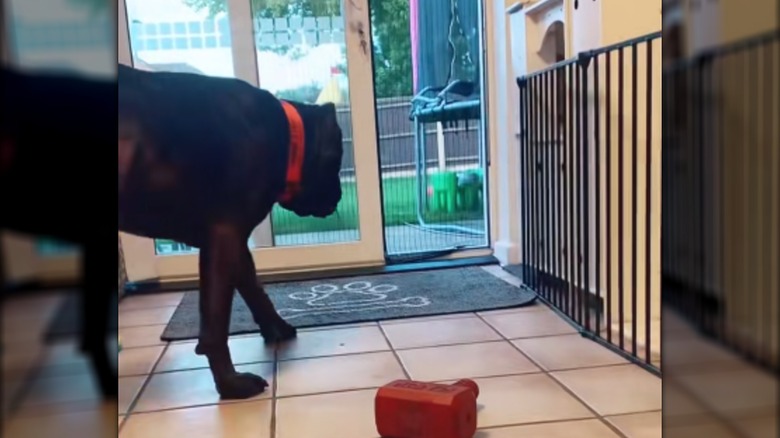 A cane corso walking toward a sliding glass door.
