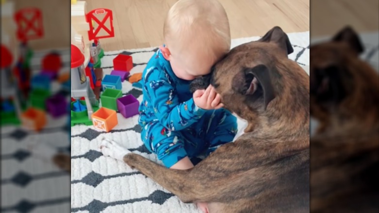 A baby pressing its head against a boxer dog.
