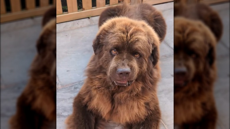 A fluffy brown Newfoundland dog sitting on the ground.