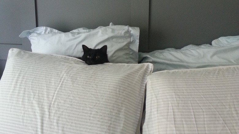 Black cat hiding behind white pillows