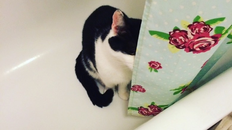 Cat hiding behind shower curtain
