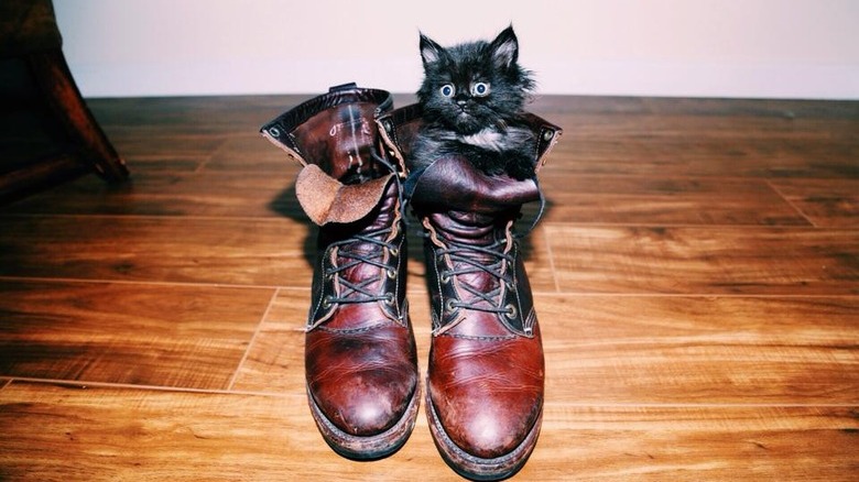 kitten hiding in a boot