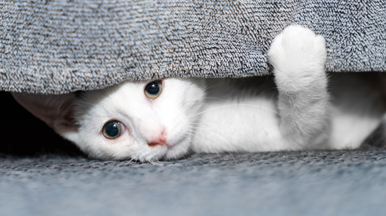 Cat hiding behind blanket