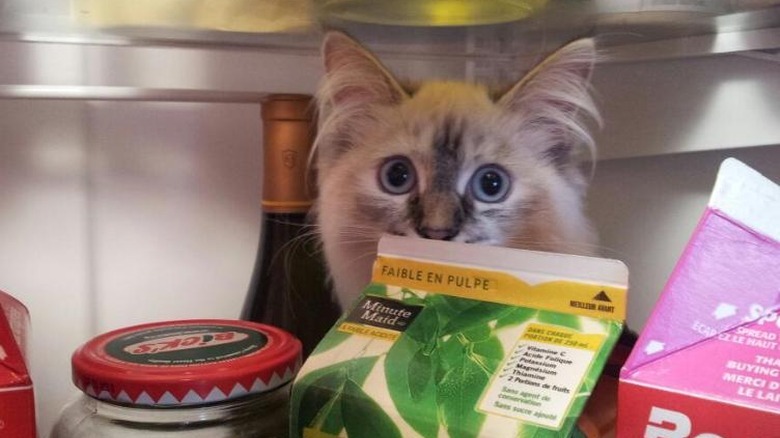 Cat hiding in fridge