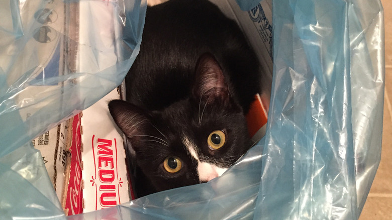 Cat sitting in plastic bag