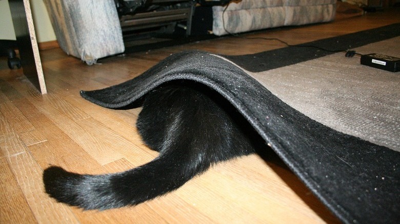 Cat hiding under rug