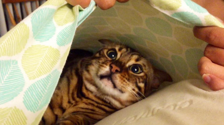 Cat hiding in pillow case
