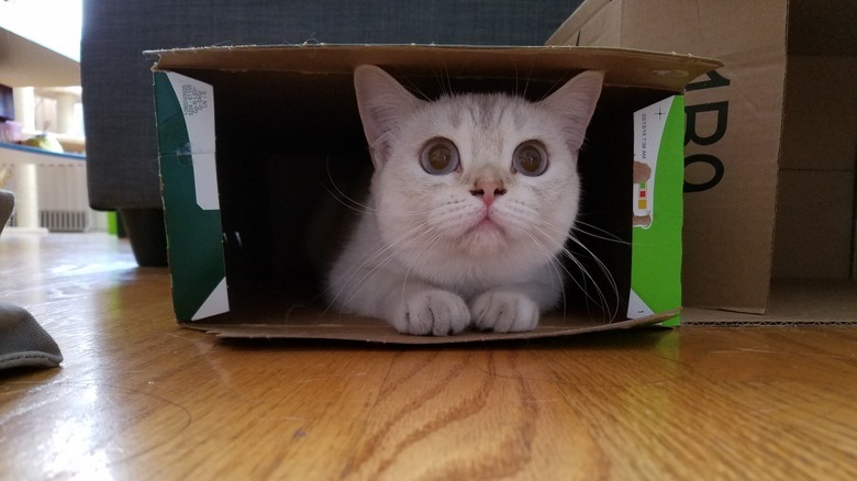 Cat hiding in box