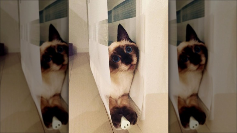 Cat hiding in blinds