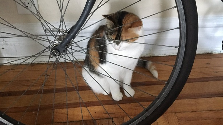 cat hiding behind bicycle wheel