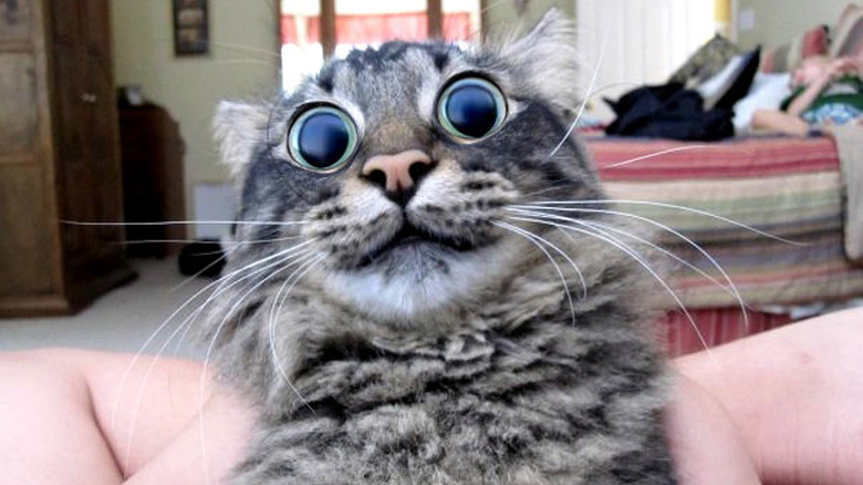 Cat with large eyes