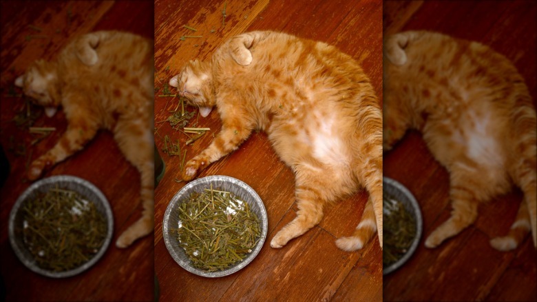 Cat passed out by some cat nip