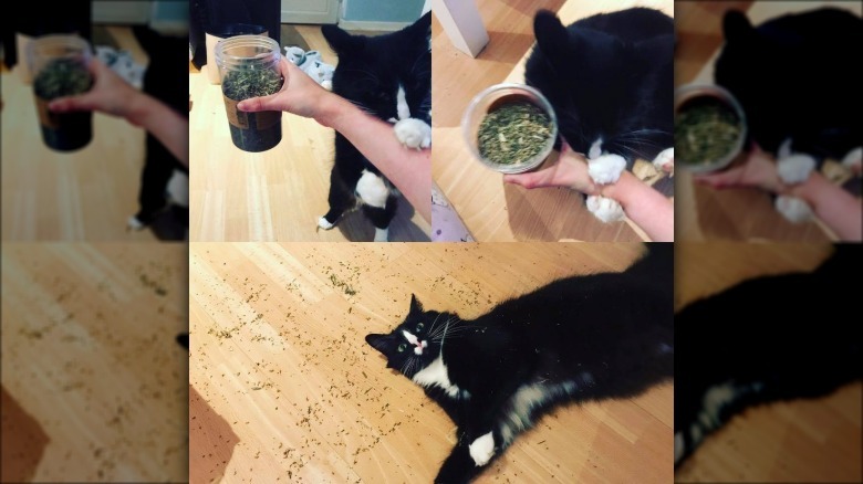 Cat with cat nip