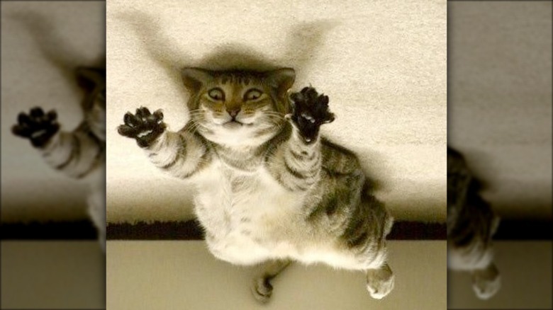 Cat laying on floor
