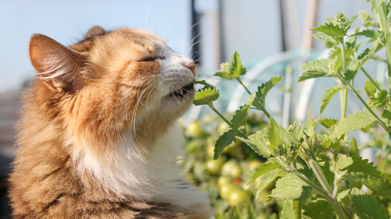 Cat happily tries catnip