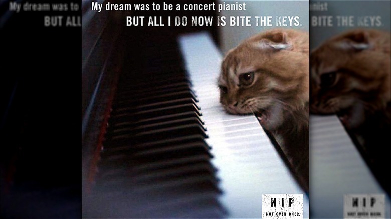 Cat biting piano keys