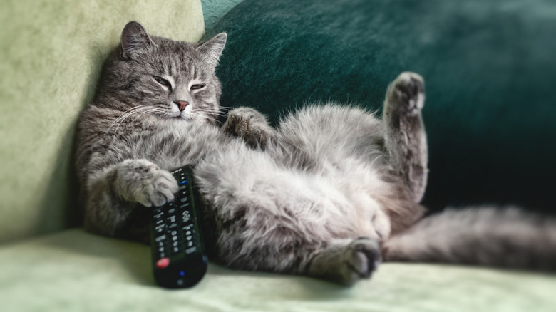 Cat watching tv