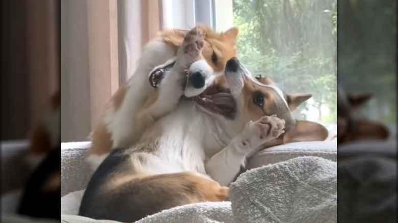 Two corgis wrestling each other next to a large window.
