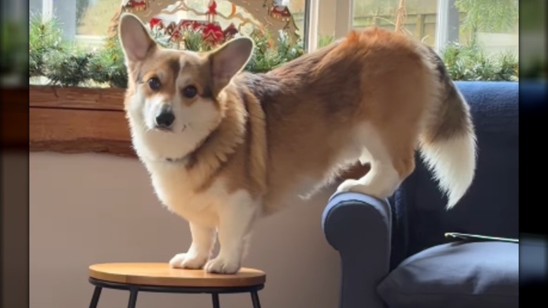 A corgi standing on a couch arm and a stool.