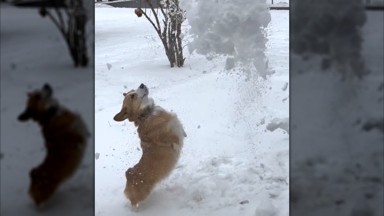 A corgi jumping towward a pile of tossed snow.