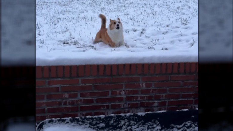 A cogi standing in the snow next to a low red brick wall.