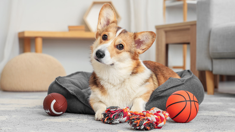 A corgi lying in a pet bed, surrounded by toys.