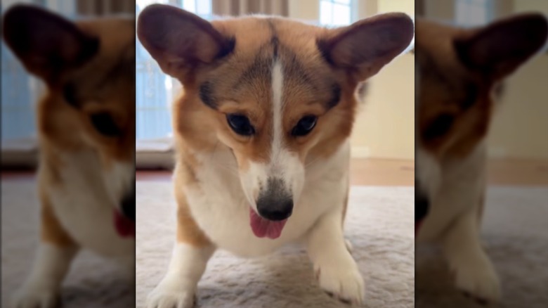 A small corgi staring at the ground.